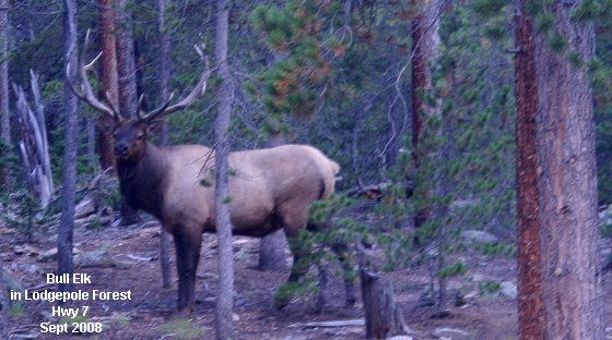 Bull Elk