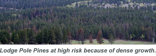 lodge pole forest at risk colorado
