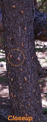 closeup pine beetle bore holes