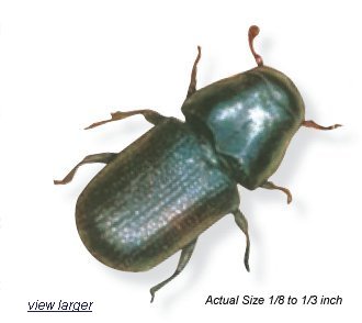 pine beetle close-up