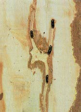 pine beetle trails