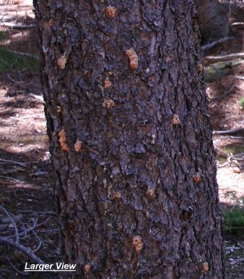 pitch battle won by tree